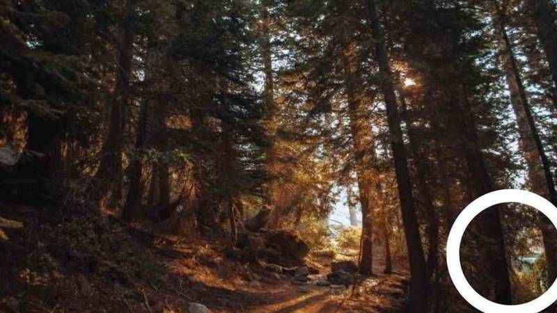 Sadece IQ’su 150 olanlar 10 saniyede çözüyor: Ormandaki jaguarı gördünüz mü?